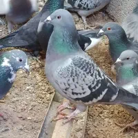 کفتر پلاکی‌نروماده کبوتر