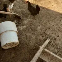 مرغ