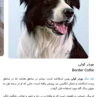 سگ نگهبان|سگ|سنقر, |دیوار