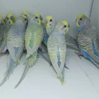 مرغ عشق رینبو رنگین کمانی مولد
