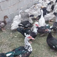 اردک غاز محلی خارجی خروس ومرغ امروک