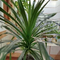 فروش گل پاندانوس|گل و گیاه طبیعی|گلپایگان, |دیوار