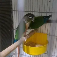 گیرنچیک مولد گرین چیک فروش کلی|پرنده|کرج, شاهینویلا|دیوار