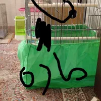 عروس هلندی ماده با قفس ۱۰۳۳