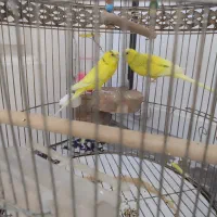 مرغ عشق باقفس|پرنده|ابهر, |دیوار