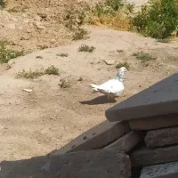 کبوتر خوشکل نر ...پرشی مرتب