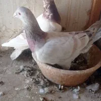 ماده یال و سرور|پرنده|شیراز, کوزه گری|دیوار