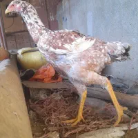 لاری|حیوانات مزرعه|خسروشاه, |دیوار