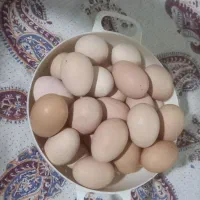 تخم مرغ خانگی