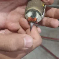 سهره|پرنده|خوی, |دیوار