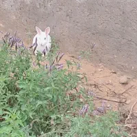 خوگوش|موش و خرگوش|سعدآباد, |دیوار