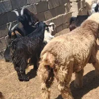 بز  داشتی و کشتی و کهره نر