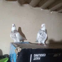 کبوتر