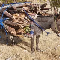 الاغ|حیوانات مزرعه|یاسوج, |دیوار