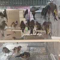 سهره خوب|پرنده|گلستان (تهران), |دیوار