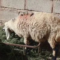 یک عدد بره جوان