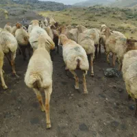 گوسفند شیشک