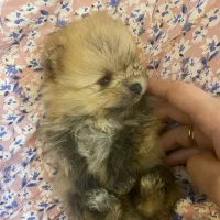 توله پامرانین|سگ|فردیس, فردیس|دیوار