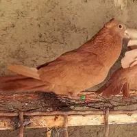 نروماده زرد کرمانی گوهک