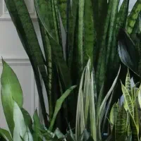 فروش عمده گل های آپارتمانی