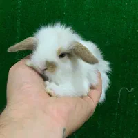 خرگوش لوپ مینیاتوری تعداد و تک