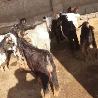 فروش کهره نر