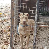 سگ پیت بول ، پیتبول