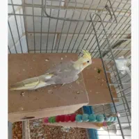 ۲ عدد عروس هلندی جفت|پرنده|گنبد کاووس, |دیوار