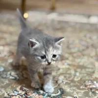 گربه|گربه|آبادان, |دیوار