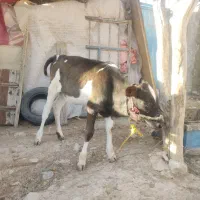 گاو و گوساله|حیوانات مزرعه|سرپل ذهاب, |دیوار