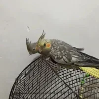 2عددجوجه عروس هلندی ۷۰روزه سرلاکی