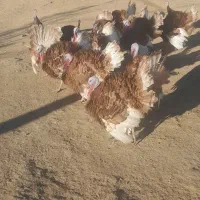 بوقلمون|حیوانات مزرعه|دیواندره, |دیوار