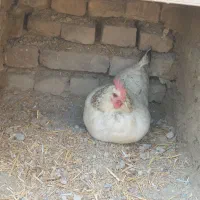 مرغ تخمگذار
