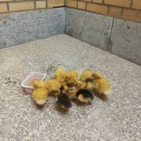 جوجه اردک محلی درآغاجاری