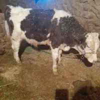 سیمینتال|حیوانات مزرعه|بیرانوند, |دیوار