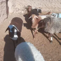 قوچ|حیوانات مزرعه|سده (خراسان جنوبی), |دیوار