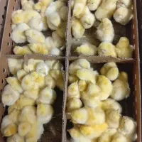 اسباب بازی جوجه رنگی