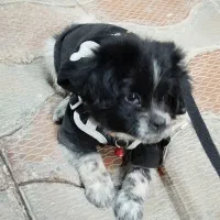 سگ نژادشیتزو