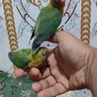 انواع پرنده ‌مرغ‌عشق کوتوله‌عروس متو قناری‌گرینچیک|پرنده|سراوان, |دیوار