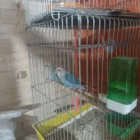 طوطی برزیلی|پرنده|قدس, شهرقدس|دیوار