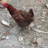مرغ تخمگذار