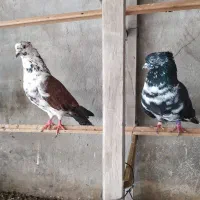 کفتر جوجه کشی