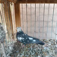 کفتر|پرنده|کاشان, کوچه باسکول|دیوار