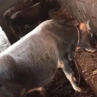 فروش دو عدد گاو نر