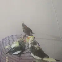 یک جفت عروس هلندی با جفت جوجه کامل دستی و خونگی|پرنده|برازجان, |دیوار