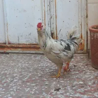 خروس|حیوانات مزرعه|قم, چهار مردان|دیوار