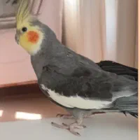 عروس هلندی نر اهلی