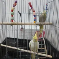 عروس هلندی جفت سخنگو|پرنده|کرج, باغستان|دیوار