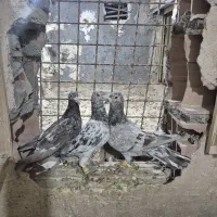 سار پرشی خوشگل