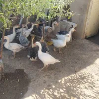 فروش حیوانات مزرعه برهما و بوقلمون و کوشین|حیوانات مزرعه|تبریز, |دیوار